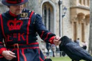 イギリスには「ロンドンからカラスが消えたら王室が滅ぶ」と言う言い伝えがある