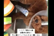 【動物】後藤祐樹、犬を虐待し骨折させた女に激怒「正気の沙汰ではない、人間としてクズ」