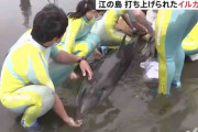江の島の砂浜にイルカ、水族館職員らが救助