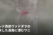 大雨で川が氾濫しワニが街中へ流れ込み大パニック！犬も背後から襲われ…