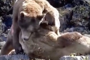 【動画】これは死闘。野生のクマさんによるガチの戦いが怖い。