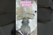 【にじさんじ】鷹宮リオン 生きてる イカ捌いて食べてみた