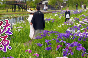 海外「おとぎの国みたい…」日本のとある公園で撮影された色とりどりの花菖蒲やアヤメの映像に注目