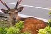 海外「初めて見た！」「ワンちゃんだｗ」 奈良の鹿が道で横たわってる姿が可愛すぎると話題