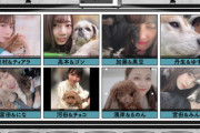 【日向坂46】「どうぶつピース」出演くるか！？メンバーが飼っている愛犬がこちら！