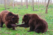 【緊急】クマの群れ、住宅地に襲来