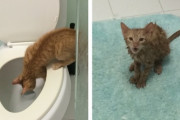 【ねこ画像】トイレに落ちた、カタツムリとねこ ほか【再】