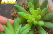 【画像】３年間大切に多肉植物の世話をしたところ・・・
