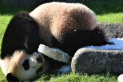 アドベンチャーワールドのパンダ全4頭、中国返還へ　国内2頭のみに