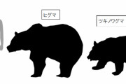 【注意喚起】クマに遭遇した時絶対にやってはいけない動きｗｗｗｗｗｗｗｗｗｗ