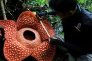 過去最大級の「怪物花」ラフレシア発見！　インドネシアの森