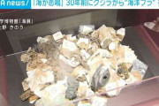 「海が悲鳴を上げている」 30年前にクジラの中から見つかった“海洋プラスチック”初公開