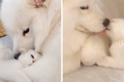お互い真っ白で見た目も絆も本当の親子のよう！サモエドと子猫の仲良しすぎる日常にほっこり♪