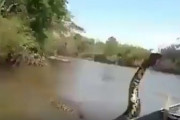 【動画】南米のアナコンダ、デカ過ぎる
