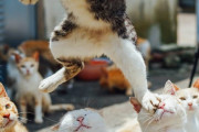 【画像】 ねこの集会で踏み台にされるねこ【再】