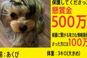 【緊急クエ】代々木公園内で疾走した犬を見つけたら500万！！！！