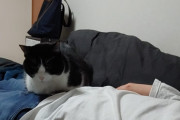 ネコがワイの腹乗ってきた