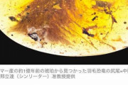恐竜の毛が見つかる ミャンマーの琥珀から（画像あり）