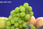 韓国人「韓国産『シャインマスカット』がマズ過ぎて消費者からそっぽを向かれてしまう‥」高くても人気だったシャインマスカットの人気が落ちた理由は？　韓国の反応