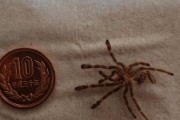 【虫注意】ワイのペットの蜘蛛さん、一年でとんでもない成長をしてしまう