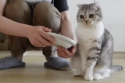 人の手からご飯を食べたい猫さん、飼い主さんにそっとタッチする甘え上手ぶりに癒やされる