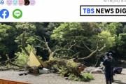 キャンプ好き夫婦、テントで寝てたら倒木の下敷きになって妻が死亡
