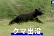 【秋田】捜索中に警察官2人がクマに襲われけが