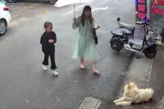 知らない犬に近づいてはいけない。少女を連れた母親が犬に顔面を噛まれて重傷を負う。