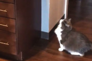 ぜんぜん飛べてない（笑）キッチンに飛び乗るのに失敗したネコちゃんの映像が大人気に。