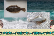 カレイとヒラメの見分け方