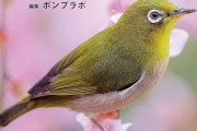 庭に鳥の巣があります