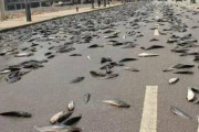 オーストラリアで空から魚が大量に降ってくる珍事件が発生！ 原因は