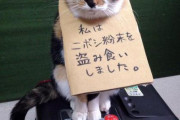 この猫は反省しているのだろうか・・・【再】