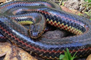 虹色模様のヘビ、５０年ぶりに発見！　米フロリダ州