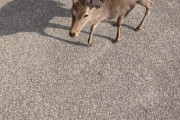 【画像】シカさん、かわいい