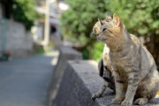【ねこ画像】おそとねこ、おっさんねこ ほか【再】