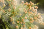 【悲報】2023年のスギ花粉もヤル気、14都県過去10年で最多予想