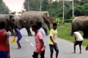 【動画】怒った象、煽ってきたインド人を踏みつけ殺害