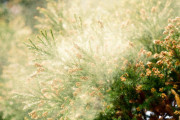 【朗報】来年の花粉飛散量、「非常に少ない」ことが判明！！
