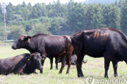 韓国紙「黒牛は日本の牛？... 82年ぶりに完璧に取り戻した "済州黒牛"」