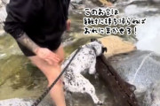 このお宝は絶対に持ち帰る！巨大な木の棒に食らいついて離れない犬