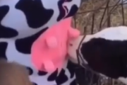 ミルク飲みたいの？牛の着ぐるみを母牛と間違えてミルクを飲もうとする子牛。海外の反応