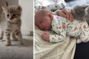 親を亡くした子猫が人間の家で成長し、赤ん坊を大事にする姿がしみじみと感動的