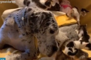 穏やかなグレートデーンを小さな子猫たちが取り囲む、絵本のような優しい時間