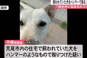 近所の犬をハンマーのような物で殴った37歳男性を逮捕 「犬の鳴き声に悩まされていた」 → 物議を醸してしまう…