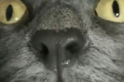 【動画】ネコさんの超アップ動画かわいすぎｗｗｗ鼻ヒクヒクしまくりでヤバイｗｗｗｗｗｗ