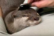 日本のカワウソを映した動画が海外で話題に！ 海外の反応