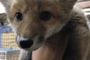 【北海道】拾った子犬…実はキツネだった　1か月後 大きくなった姿は… ★2  [ばーど★]