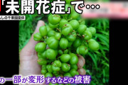 【悲報】ぶどう農家さん「助けて！シャインマスカットに実が付かなくて困ってるの！」→原因不明やて…？??