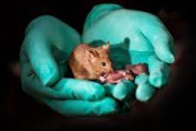 雄マウスの細胞から卵子を作ることに成功！ 男性カップルが子供を作れる未来も